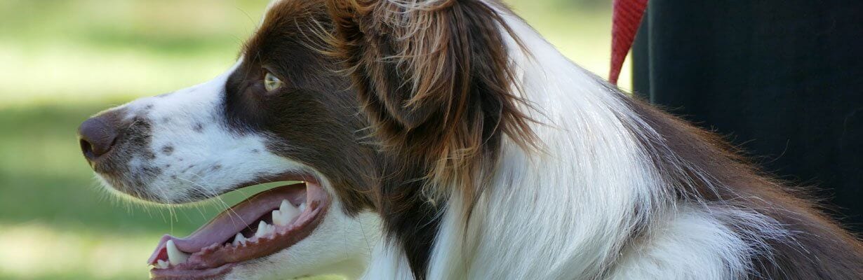 dog training northern beaches