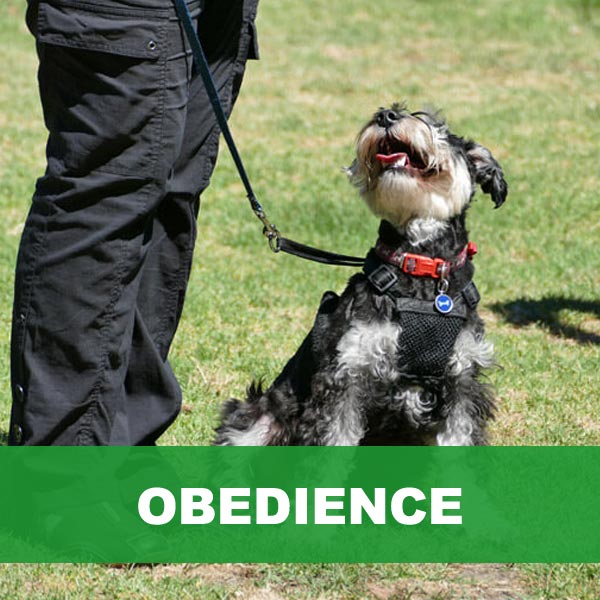 Dog Training Northern Beaches dog obedience classes dog sports