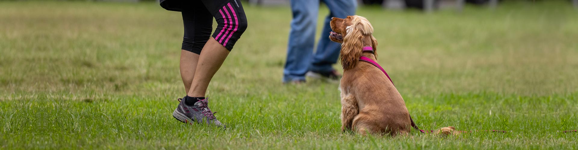 dog obedience training classes